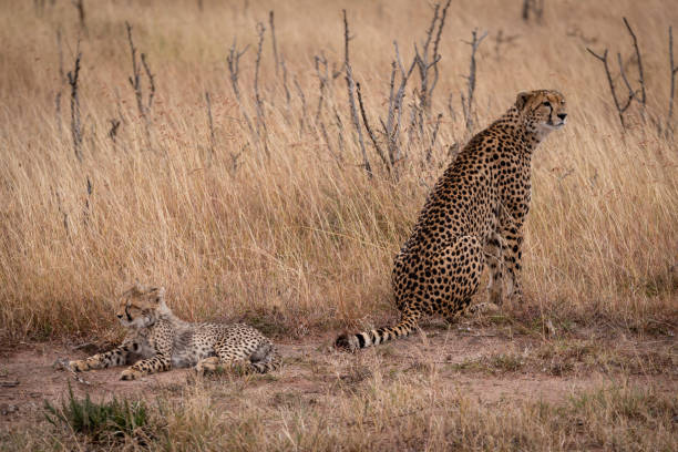 istock Cheetah sits beside cub lying in grass 1058768088
