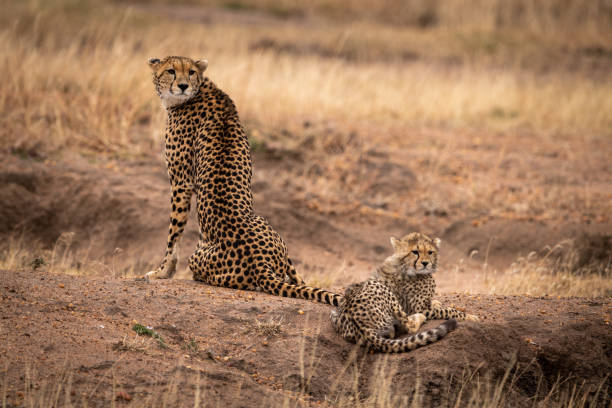 istock Cheetah sits beside cub on earth mound 1058768118