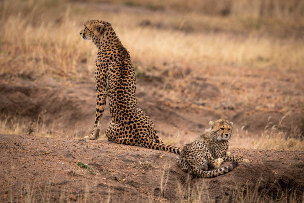istock Cheetah sits beside cub on dirt mound 1058768122