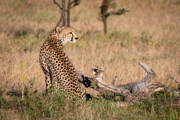 istock Cheetah sits beside dead log in grass 1058768146