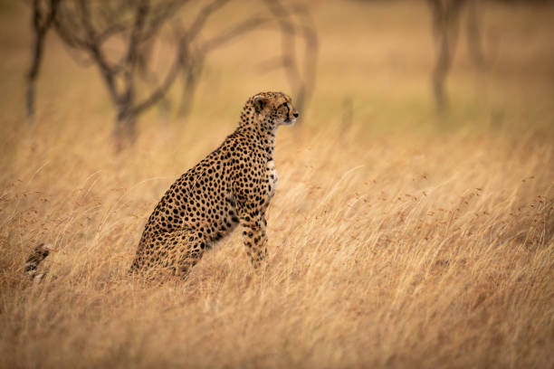 istock Cheetah sits beside trees in long grass 1058768158