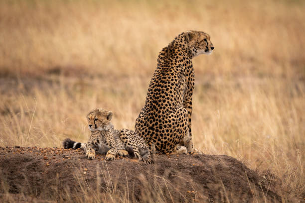 istock Cheetah sits by cub on earth mound 1058768172