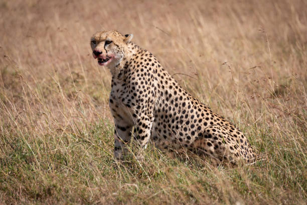 istock Cheetah sits in grass with bloody mouth 1058768270