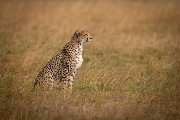 istock Cheetah sits in long grass in profile 1058768286