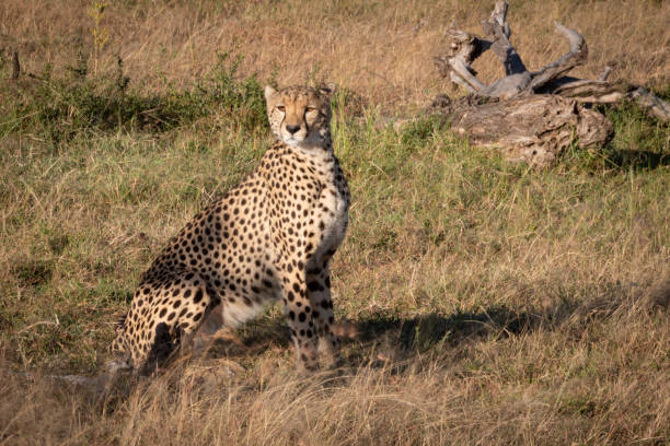 istock Cheetah sits near dead log in grass 1058768398