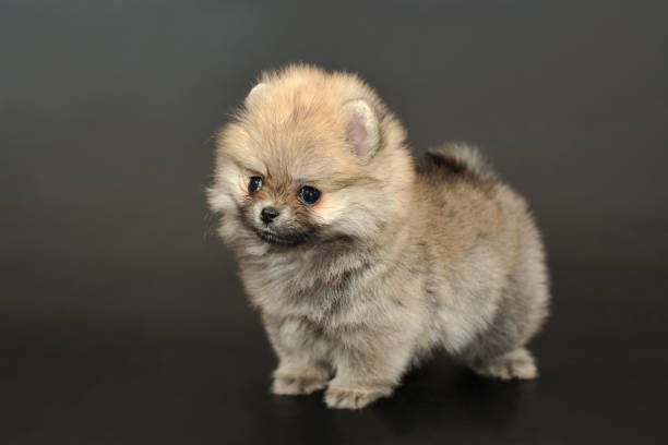 istock Long haired Pomeranian Spitz Puppy 1058768408