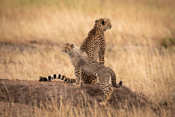istock Cheetah sits on earth mound by cub 1058768448