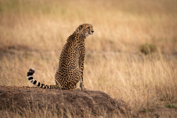 istock Cheetah sits on earth mound in grass 1058768472