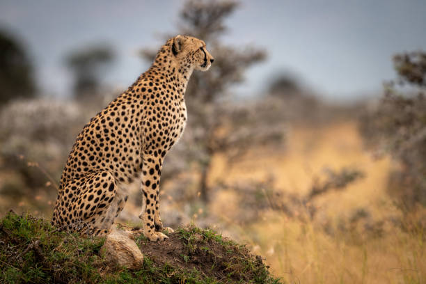 istock Cheetah sits on grassy mound in profile 1058768480