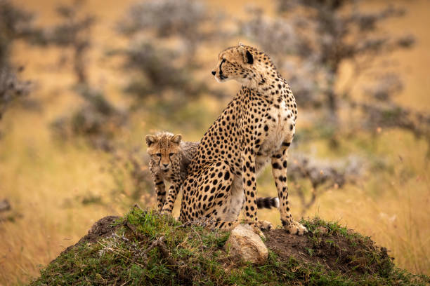 istock Cheetah sits on grassy mound with cub 1058768494