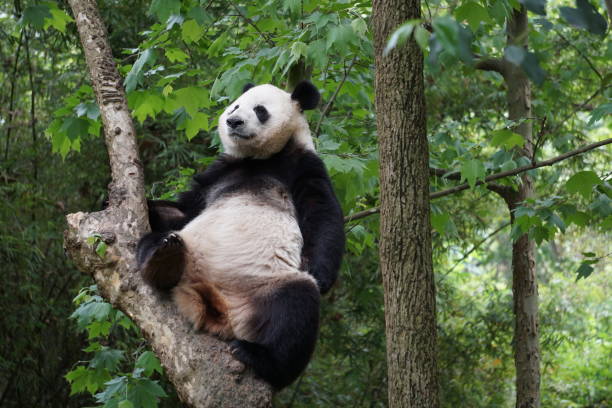 istock Pandas of China 1058769652