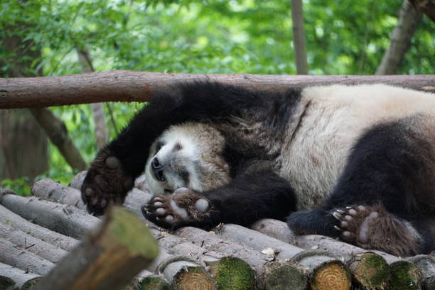 istock Pandas of China 1058769656