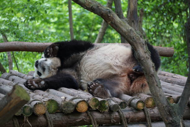 istock Pandas of China 1058769668
