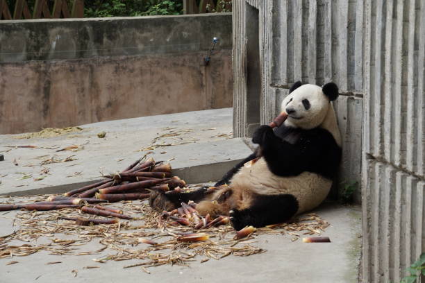 istock Pandas of China 1058769702