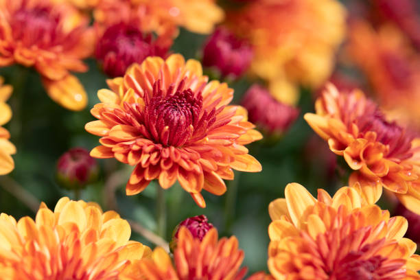 istock Blooming Mum in Flower Pot 1058770580