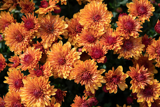 istock Blooming Mum in Flower Pot 1058770644