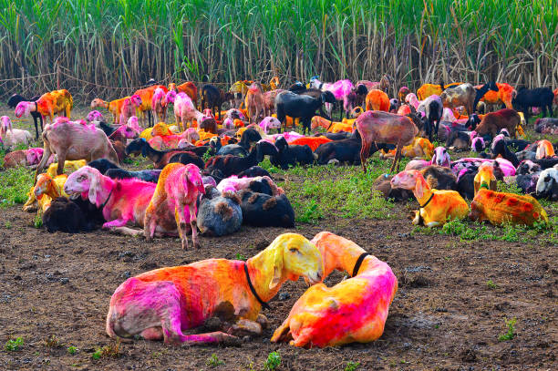 istock Colored goats resting in the morning. Kolhapur, Maharashtra 1058771392