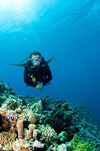 istock scuba diver on coral reef 105877263