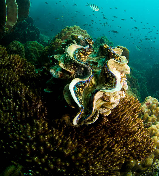 istock giant clam, Tridacna gigas 105877280