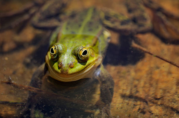 istock The green marsh frog smiles 105877355