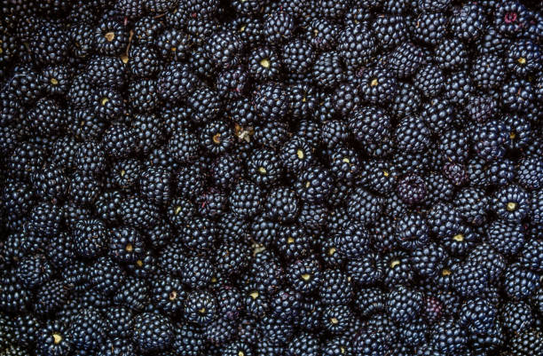 fondo de fruta de mora - blackberry fotografías e imágenes de stock