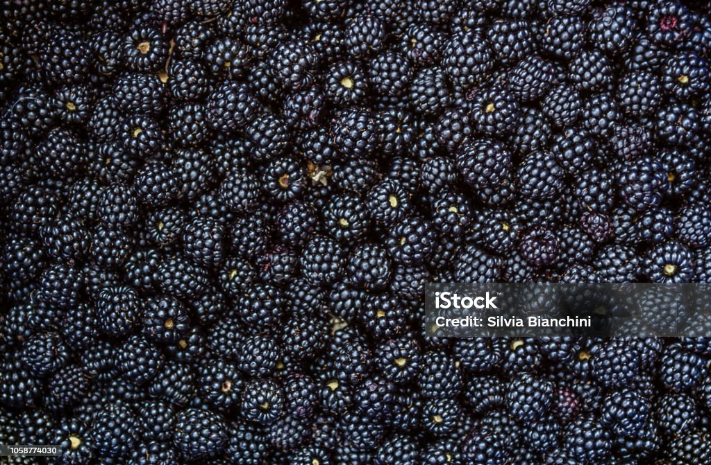 Blackberry fruit background Blackberry - Fruit Stock Photo