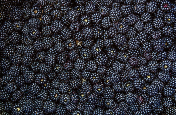 Blackberry fruit background stock photo