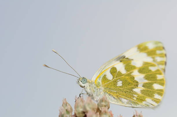 istock Butterfly on a background of blue sky. 105877522