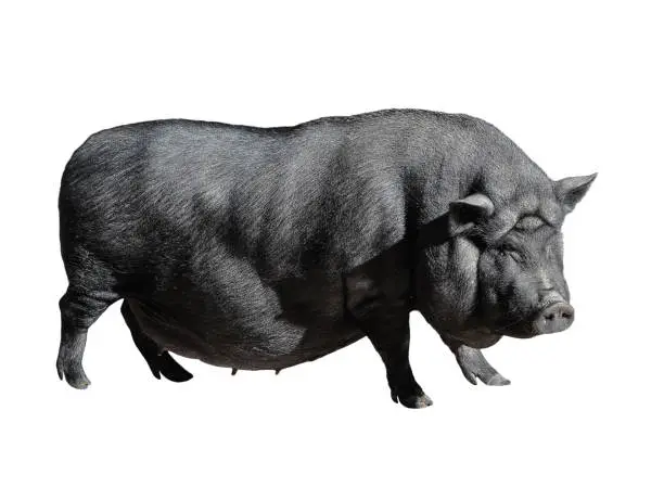 Photo of Funny spotted black vietnamese pig isolated on white. Pot-bellied young female pig full length isolated on white background. Farm animals.