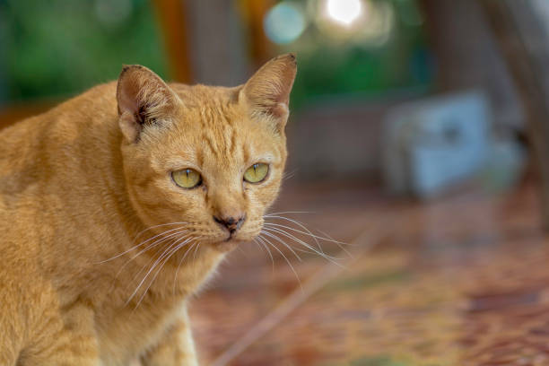 istock Face of cat in closeup 1058777242