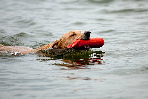 istock Yelow colored mixed breed dog swimming 105877728