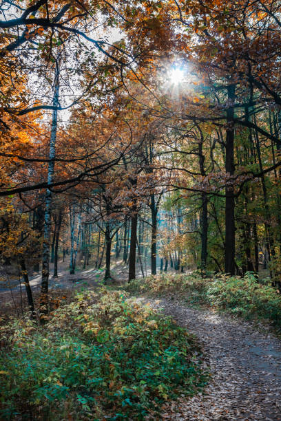 istock a path in the autumn woods 1058779540