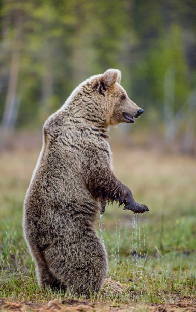 Brown bear standing on his hind legs on a swamp.