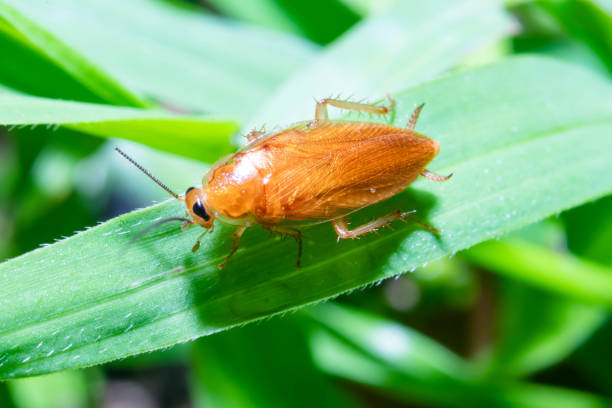 istock Very small cockroaches on green grass 1058781154