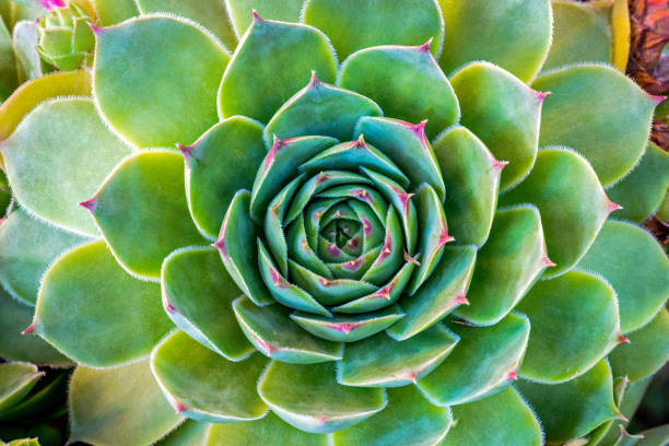 Common Houseleek plant. Sempervivum tectorum.