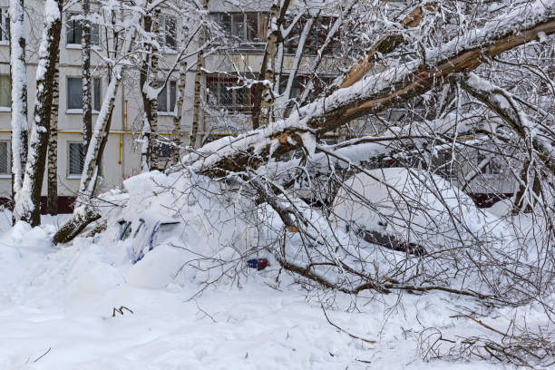 istock A tree that fell after a snowfall crushed parked cars 1058781412
