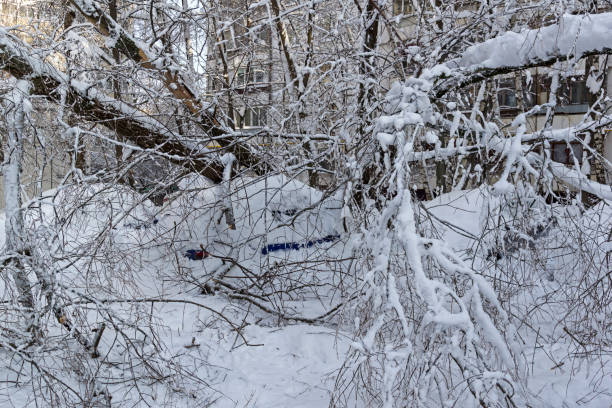 istock A tree that fell after a snowfall crushed parked cars 1058781470
