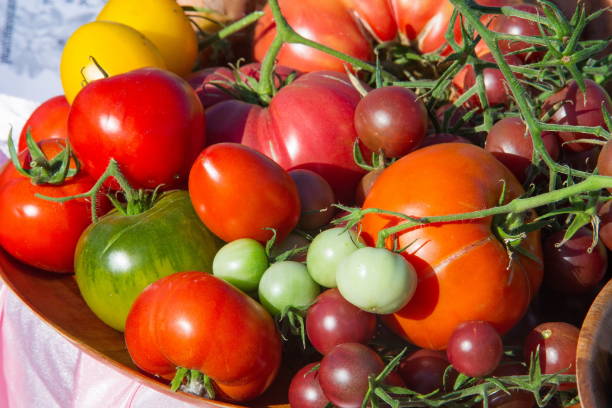 istock Texture, background. tomatoes of different varieties. a glossy red, or occasionally yellow, pulpy edible fruit that is typically eaten as a vegetable or in salad. 1058783332