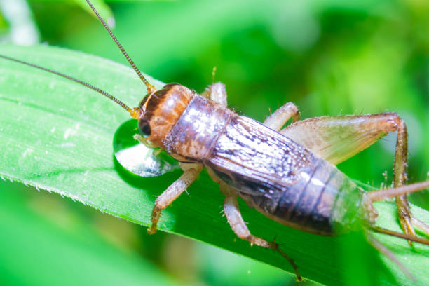 istock Crickets drink water on grass Natural background 1058783418