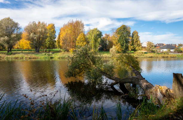 istock Early autumn at the fallen tree over the river 1058784684