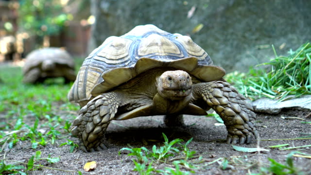Two Sulcata Tortoises walking in Nature