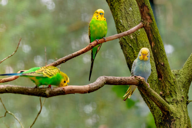 istock Three Budgerigars, long-tailed parrots, with yellow, blue, green feathers are sitting on the branch. Melopsittacus undulatus 1058788754