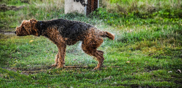 istock A Dog After Swimming 1058789234