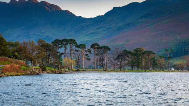istock Buttermere Pines below Haystacks Fells 1058789474