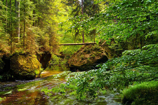istock little creek in a deep forrest with big rocks 1058790806