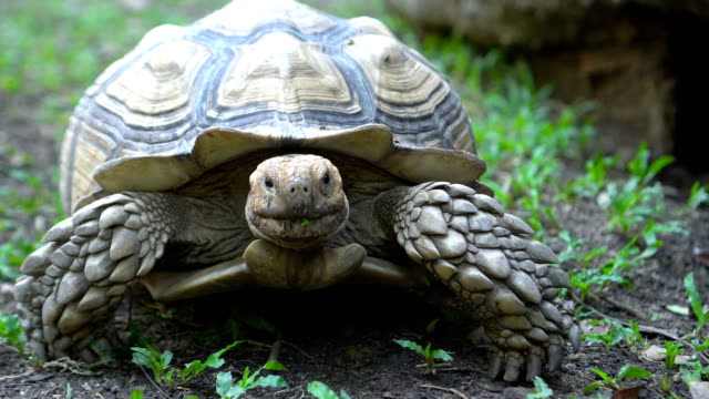 5,899 Tortoise Stock Videos and Royalty-Free Footage - iStock | Turtle,  Palm tree backdrop, Hare