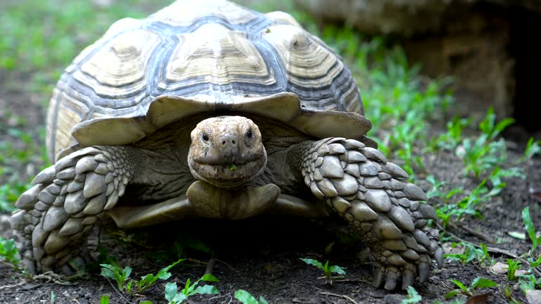 5,899 Tortoise Stock Videos and Royalty-Free Footage - iStock | Turtle, Palm tree backdrop, Hare 5,899 Tortoise Stock Videos and Royalty-Free Footage - iStock | Turtle, Palm tree backdrop, Hare