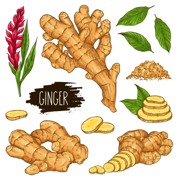 Hand drawn herbal set of ginger isolated on white background Hand drawn herbal set of ginger root, slices pieces, powder, leaves and flower isolated on white background with label. Design for shop, market, book, menu, poster, banner. Vector sketch illustration ginger ground spice root stock illustrations