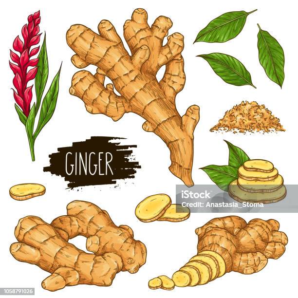 Hand Drawn Herbal Set Of Ginger Isolated On White Background Stock Illustration - Download Image Now