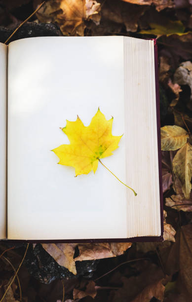 istock yellow maple leaf lies on empty white page of book 1058791196